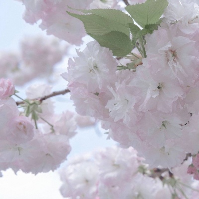 开平福瑞交流群